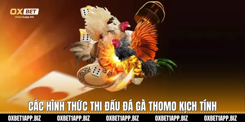 Các hình thức thi đấu đá gà Thomo kịch tính