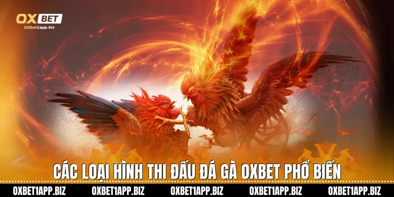Đá gà Oxbet Các loại hình thi đấu đá gà Oxbet phổ biến