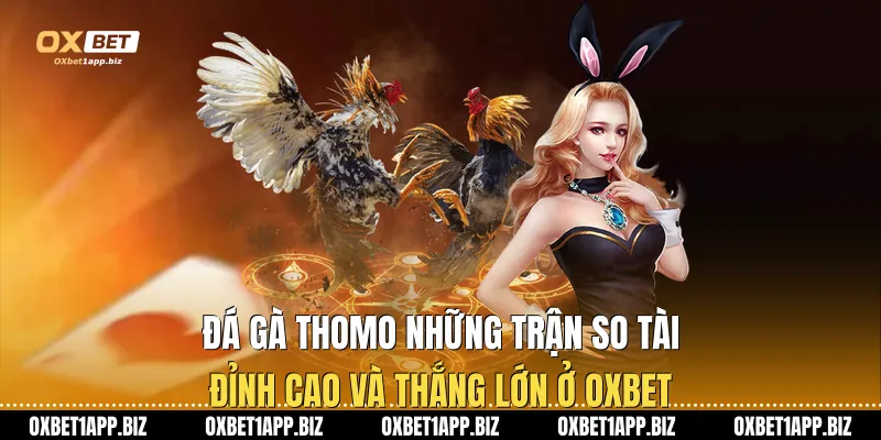 Đá Gà Thomo: Những Trận So Tài Đỉnh Cao Và Thắng Lớn Ở Oxbet