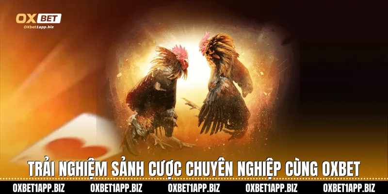 Đá Gà Campuchia Oxbet: Đỉnh Cao Cá Cược Kê Chiến Trực Tuyến Trải nghiệm sảnh cược chuyên nghiệp cùng Oxbet