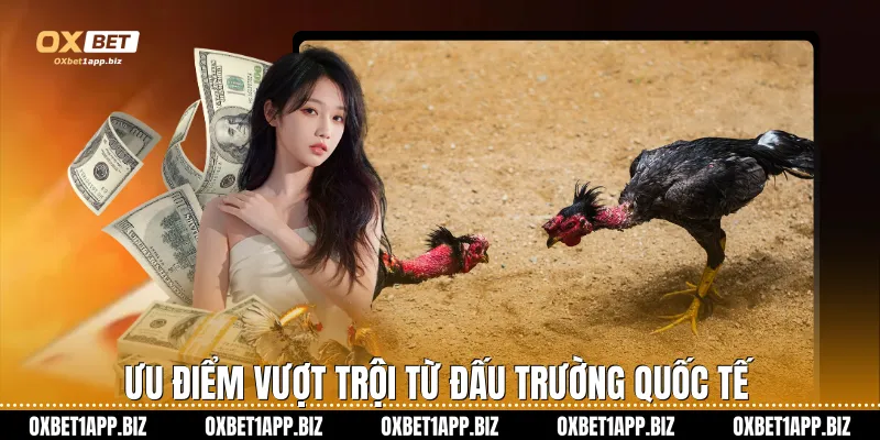 Đá Gà Cựa Sắt Oxbet – Đỉnh Cao Giải Trí Và Cơ Hội Làm Giàu Ưu điểm vượt trội từ đấu trường quốc tế